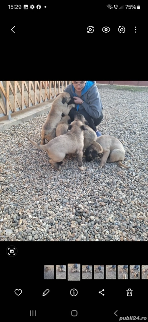 de vanzare catei kangal turcesc - imagine 5