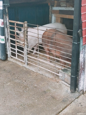 Porcii de vânzare  - imagine 3