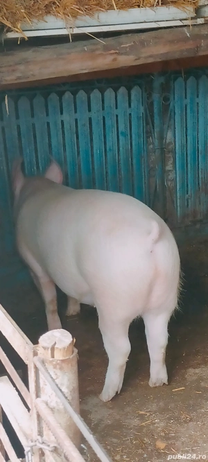 Porcii de vânzare  - imagine 2