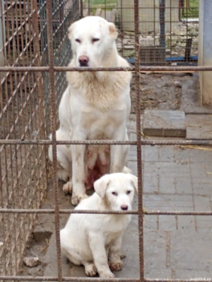 Vând cățelușă de Asia Centrală  - imagine 2