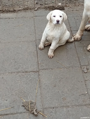 Vând cățelușă de Asia Centrală  - imagine 3