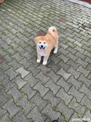 De vanzare pui Akita Inu, catelusi de vanzare