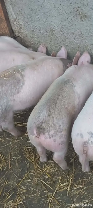 Grasuni de vanzare - imagine 2