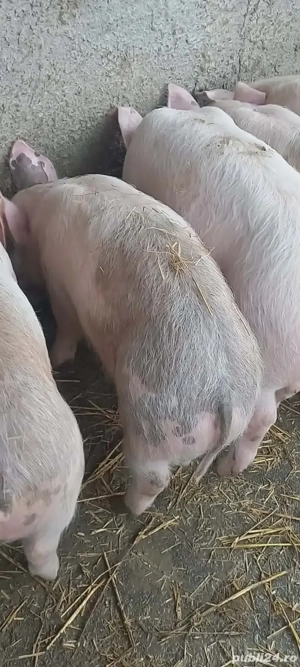 Grasuni de vanzare - imagine 4