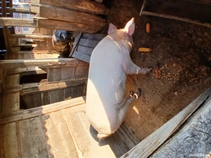 Porc grasan 170kg - imagine 3