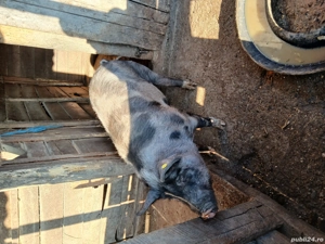 Porc grasan 170kg - imagine 4