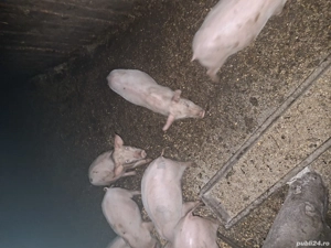vand purcei crescuti la tara la pret de 500  lei bucata.Vand porc la 130 kg  la 15 lei kg.vb  la tel