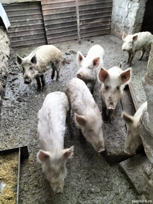 Mistreți pentru carne(fără colesterol) - imagine 2