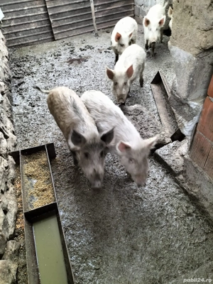 Mistreți pentru carne(fără colesterol)