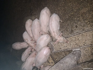 vand purcei crescuti la tara la pret de 500  lei bucata.Vand porc la 130 kg  la 15 lei kg.vb  la tel - imagine 2