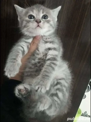 British Silver tabby  - imagine 3