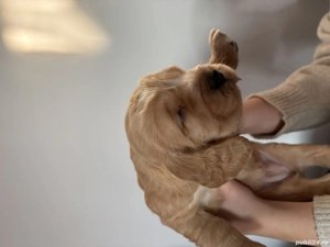 Vând Coker Spaniel - imagine 5