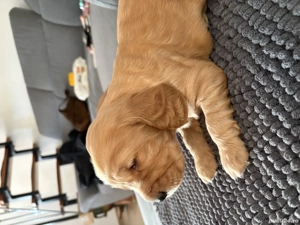 Vând Coker Spaniel - imagine 3