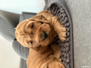 Vând Coker Spaniel - imagine 4