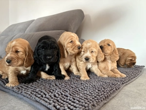 Vând Coker Spaniel - imagine 2