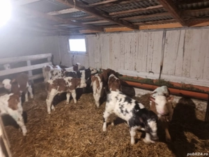 Vand vitei - imagine 2