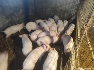 Purcei de vânzare  - imagine 3