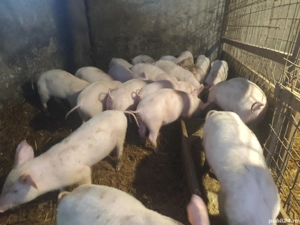 Purcei de vânzare  - imagine 2