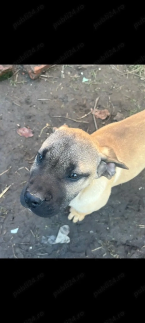 Vand catelusa presa canario 4 luni - imagine 2