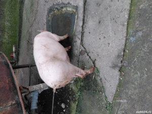 porci de vanzare - imagine 3