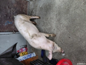 porci de vanzare