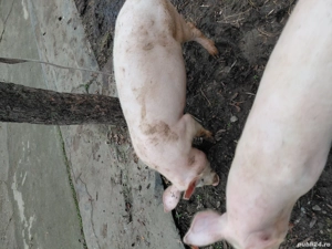 porci de vanzare - imagine 4