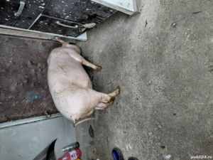 porci de vanzare - imagine 5