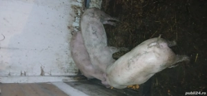 Vind  soldani 40 kg  - imagine 2