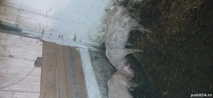 Vind  soldani 40 kg  - imagine 3