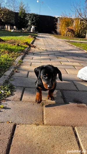 Căței rasa teckel iubitori și jucăuși - imagine 2