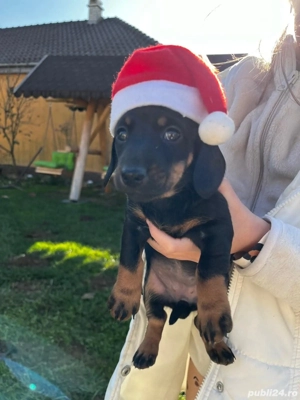 Căței rasa teckel iubitori și jucăuși