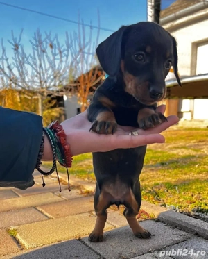 Căței rasa teckel iubitori și jucăuși - imagine 3