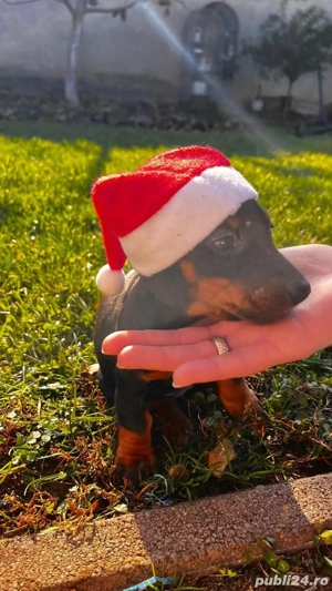 Căței rasa teckel iubitori și jucăuși - imagine 4