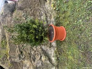 Plante de Buxus
