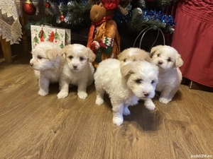 Catei Bichon - imagine 5