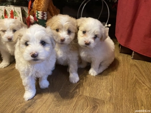 Catei Bichon - imagine 4