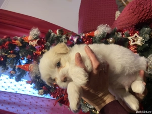 Catei Bichon - imagine 2