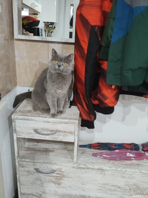 Se vinde Pisică British Shorhair vârstă 2 Ani 