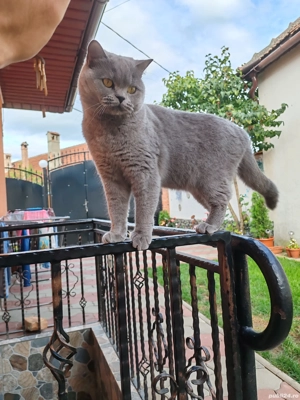 Se vinde Pisică British Shorhair vârstă 2 Ani  - imagine 4