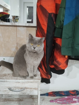 Se vinde Pisică British Shorhair vârstă 2 Ani  - imagine 2