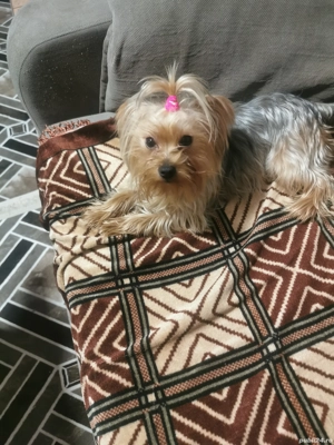 Yorksire terier  - imagine 3