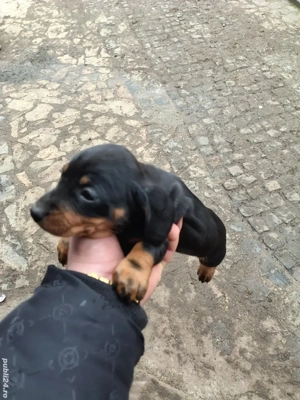 Disponibile 2 femele teckel 