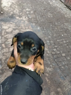 Disponibile 2 femele teckel  - imagine 2