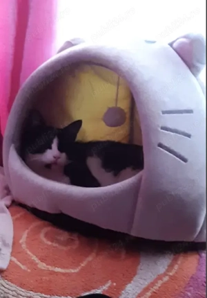 Hainute de catel mic si casuta pisi  - imagine 5