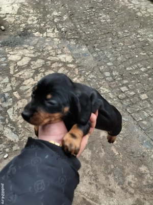 Disponibile 2 femele teckel  - imagine 3