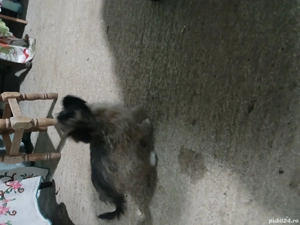 vând bison  - imagine 2