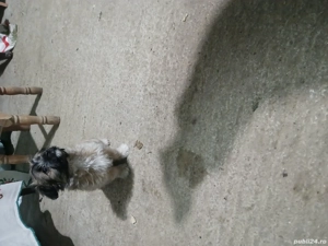 vând bison  - imagine 3