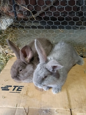 vand iepuri - imagine 2