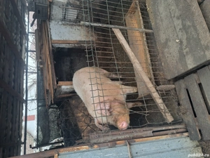 porc crescut bio - imagine 2