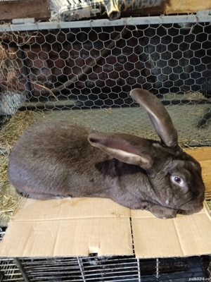 vand iepuri - imagine 5